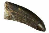 Serrated Tyrannosaur Tooth - Two Medicine Formation #165948-1